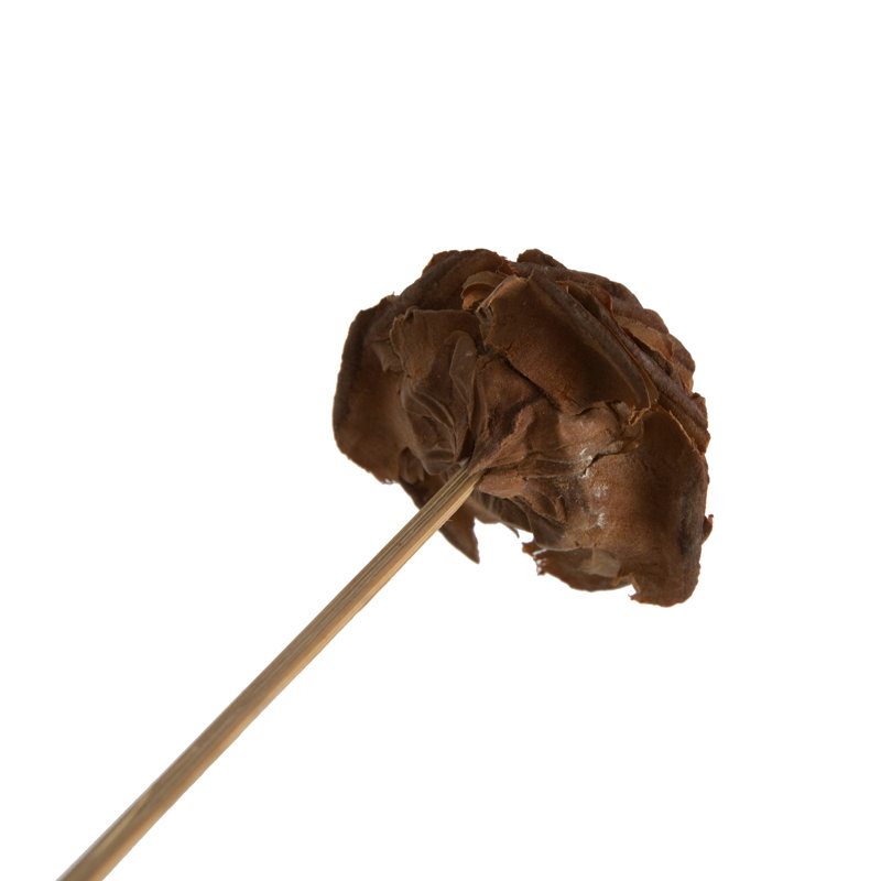Cèdre rose naturel de 1,57 po Natural Botanicals, Brun, H 18 po x l 1,3 po x P 1,3 po