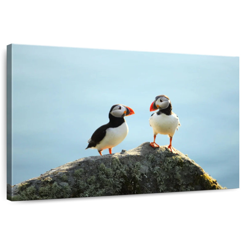 Brampt Puffin Birds