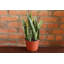 Live Laurentii Snake Plant-49662173