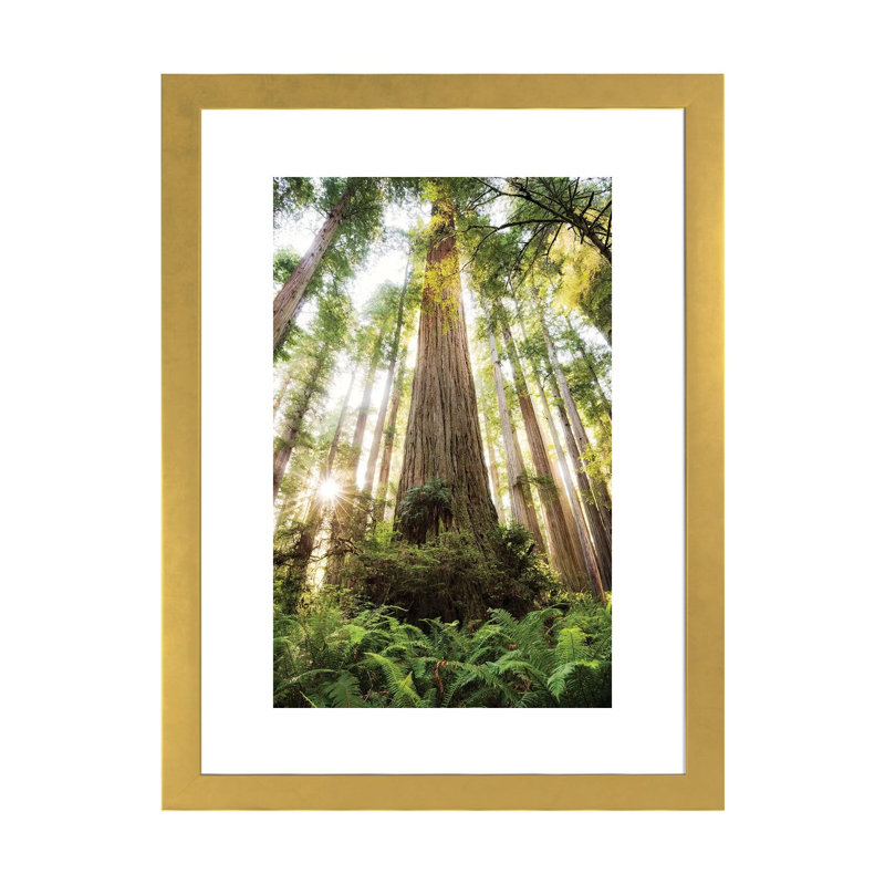 «Redwood Forest» par Stefan Hefele - reproduction de photo, H 32 po x l 24 po x P 1 po, Papier encadré doré