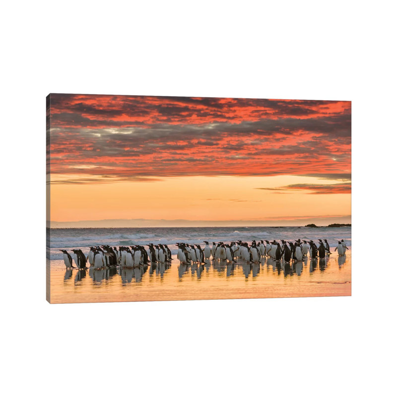 Gentoo Penguin on the Sandy Beach of Volunteer Point, Falkland Islands 1 Piece Wrapped Canvas Wall Art