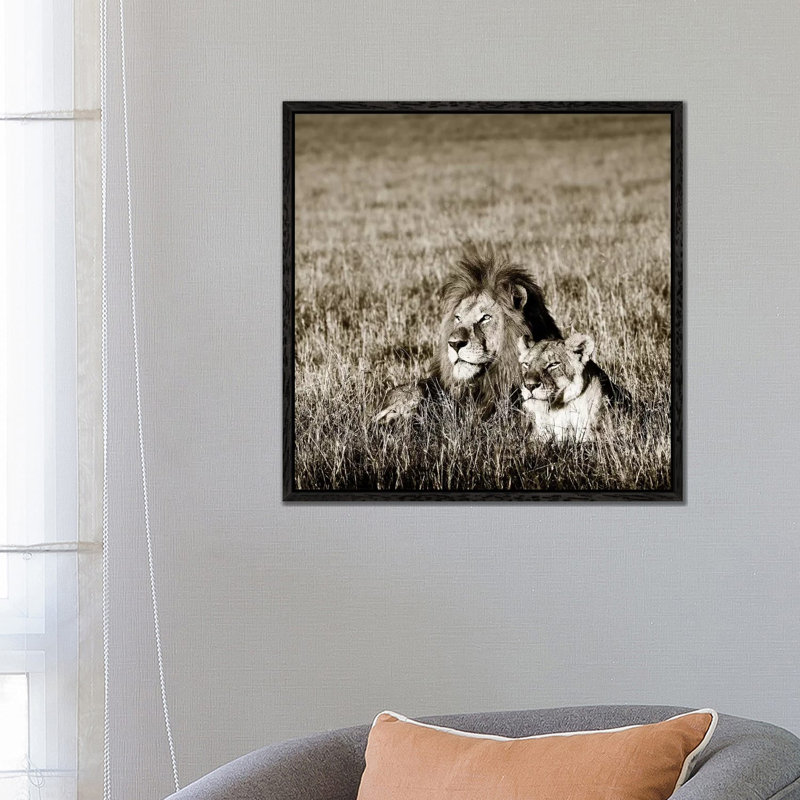 Contented Lion by Klaus Tiedge - Print on Canvas, Black Framed, 66.04 cm H x 66.04 cm W