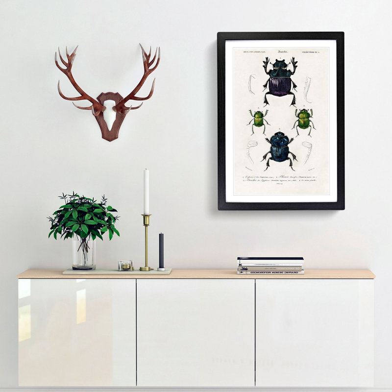 Beetle Illustrations PL.5 by Charles d Orbigny - Framed Print, 63cm H x 45cm W x 2cm D, Black Framed