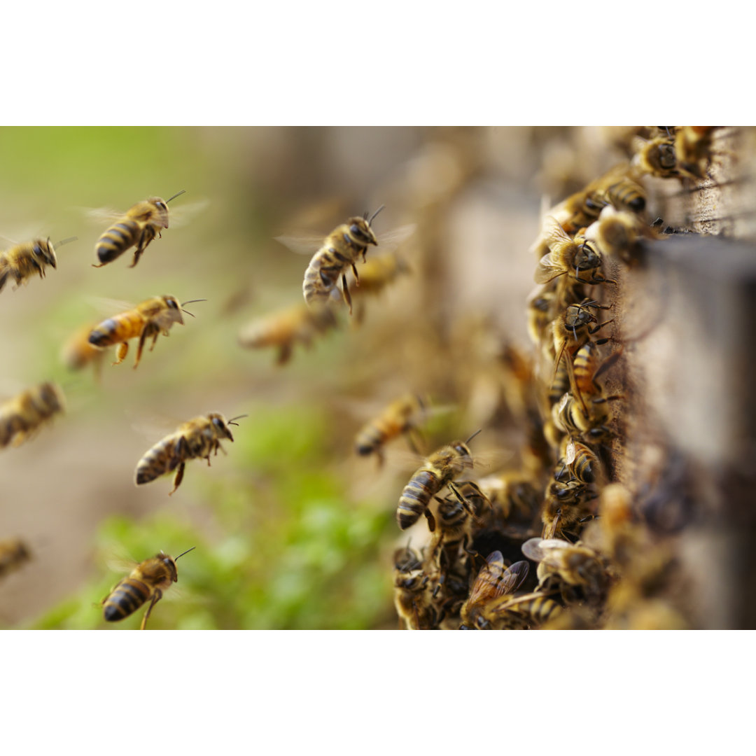 Honigbienen fliegen