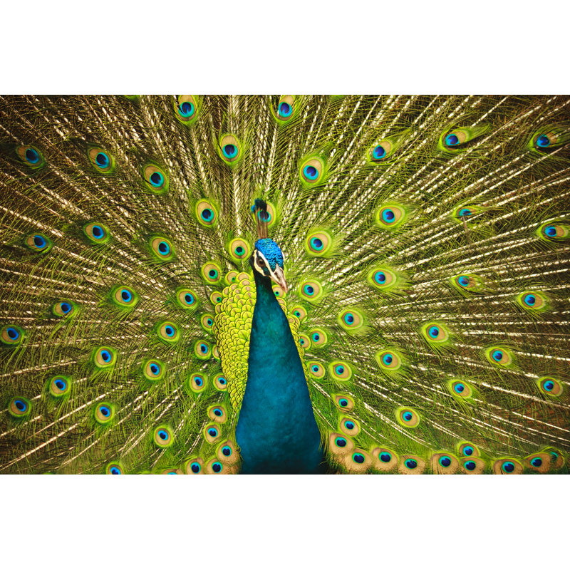 Peacock In Flair by WEKWEK - Wrapped Canvas Print, 81cm H x 122cm W
