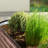 Roede Metal Raised Garden Bed-1850615933-1853180166