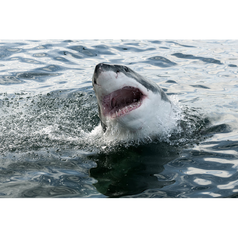 Great White Shark, 61cm H x 91cm W x 3.8cm D