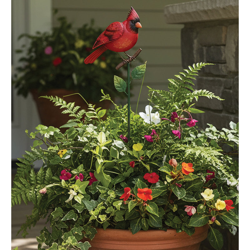 Piquet Songbird - Cardinal