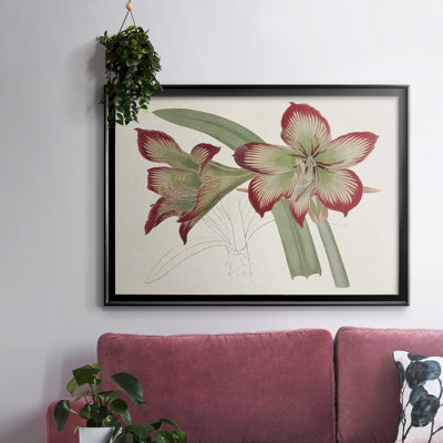 " Amaryllis Varietals IV "