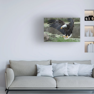 Darlene Hewson  Bald Eagle Canvas Art