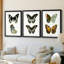 Papillons bleus antiques I - reproduction encadrée sur mesure de qualité supérieure mate - 3 pièces-701876155-701876152