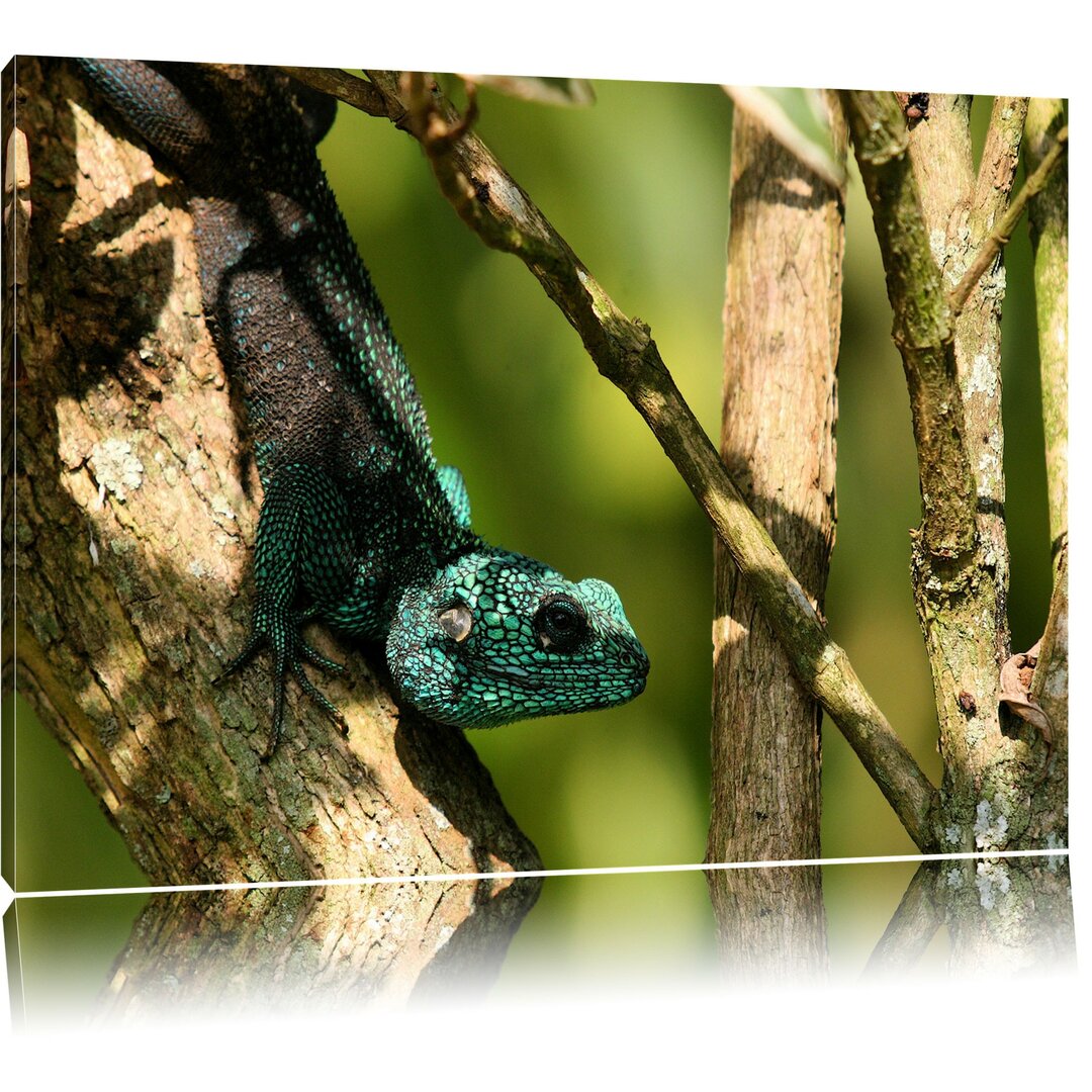 Leinwandbild Agama auf Baum Ast