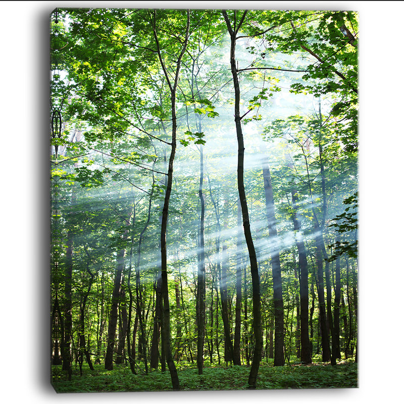 Reproduction de photo sur toile tendue - Forêt ensoleillée, H 40 po x l 30 po x P 1 po