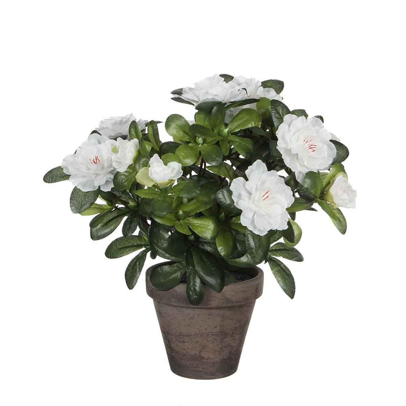 Azalea Arrangement in Pot, Grey/White
