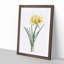 Golden Hurricane Lily by Pierre-Joseph Redoute - Picture Frame Painting Print-55608803-55608802