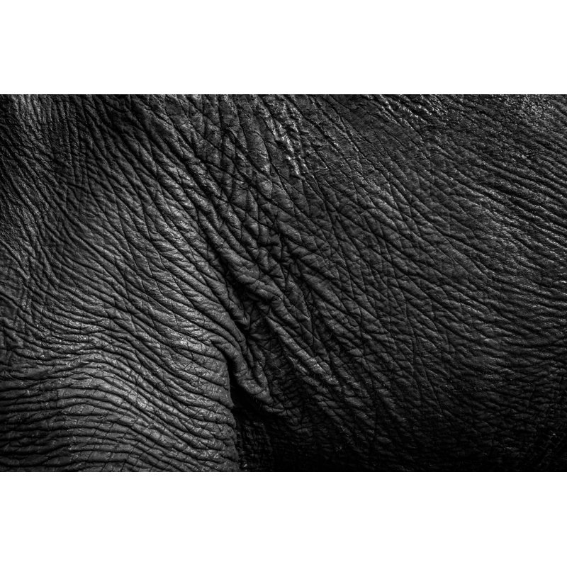 Blondelle Skin 1 Piece Wrapped Canvas Wall Art, 81cm H x 122cm W x 3.8cm D