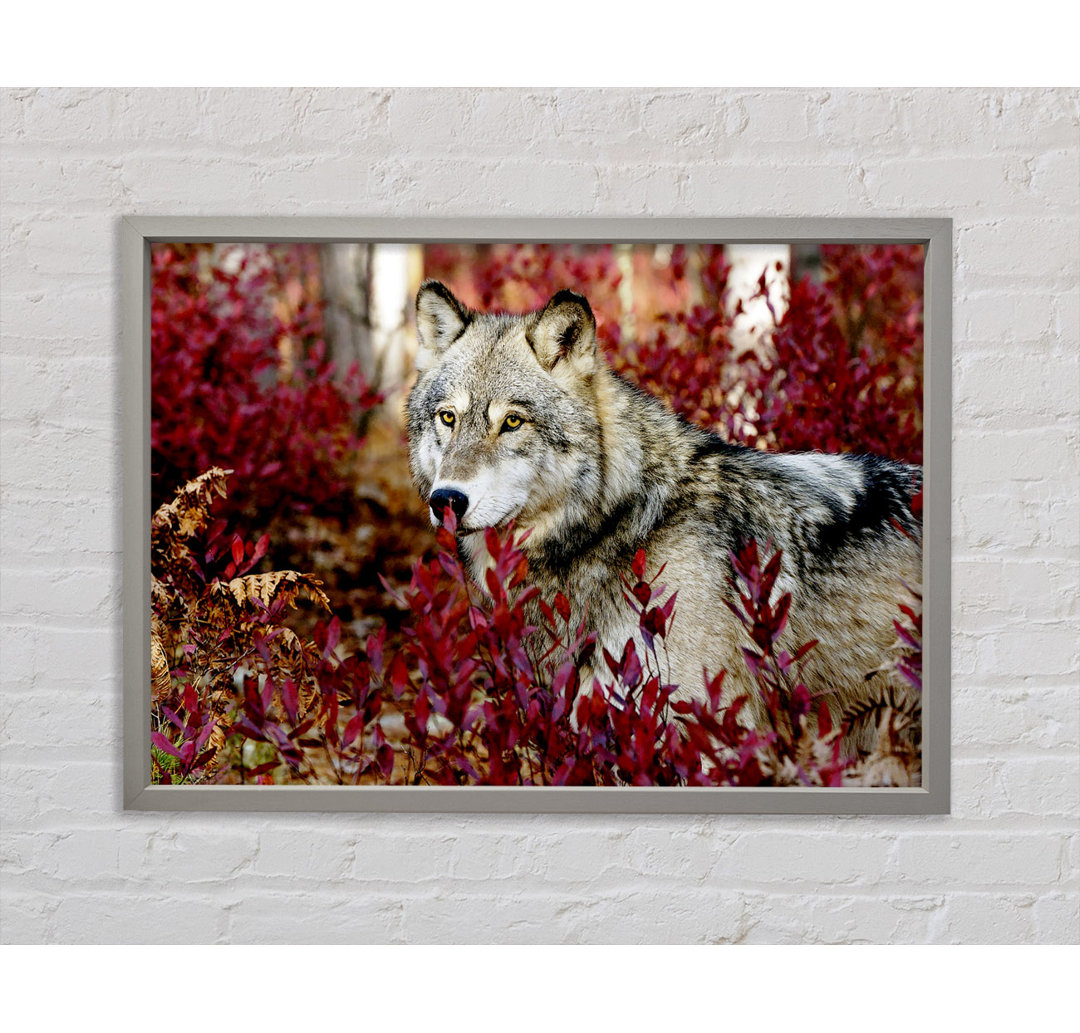 Wild Wolf - Einzelner Bilderrahmen Kunstdrucke auf Leinwand