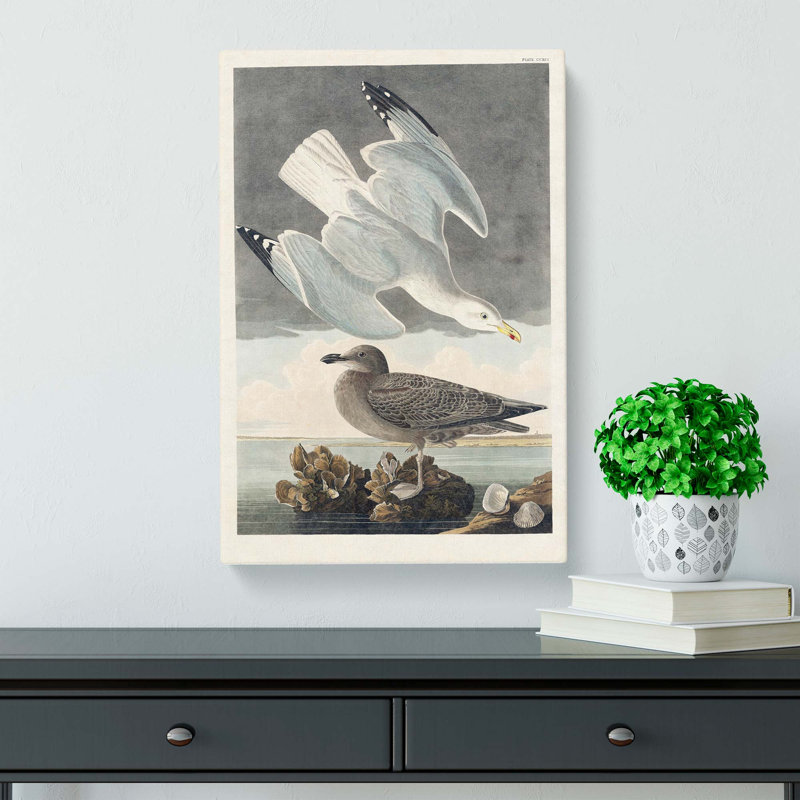Herring Gulls by John Audubon - Wrapped Canvas Painting, 50cm H x 35cm W x 3cm D