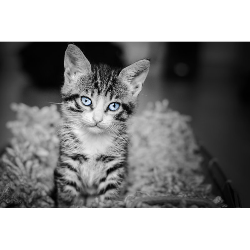 Melfi Kitten - Wrapped Canvas Print, 51cm H x 76cm W x 3.8cm D