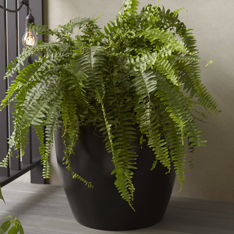 Napa Round Cylinder Pot Planter, Black, 21.5" H x 22" W x 22" D