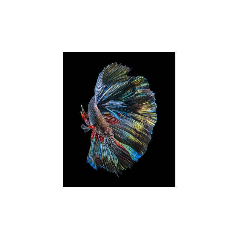 Wrapped Canvas Print, 50.8 cm H x 76.2 cm W