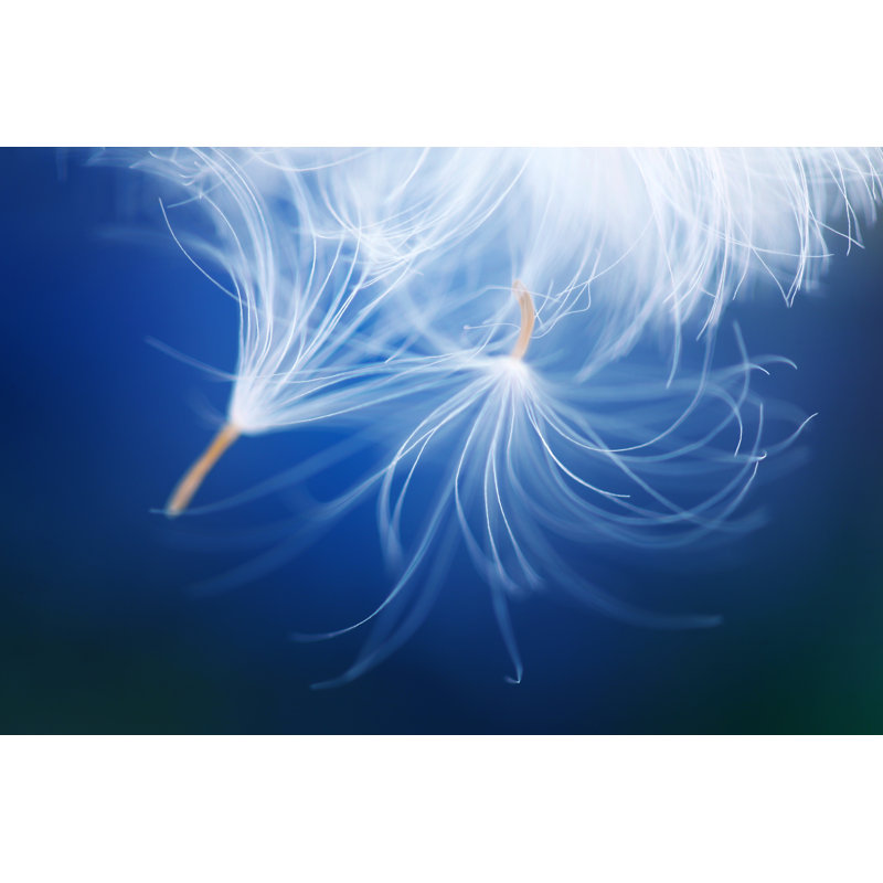 Dandelion With Seeds by Pixelliebe - Wrapped Canvas Print, 51cm H x 76cm W x 3.8cm D