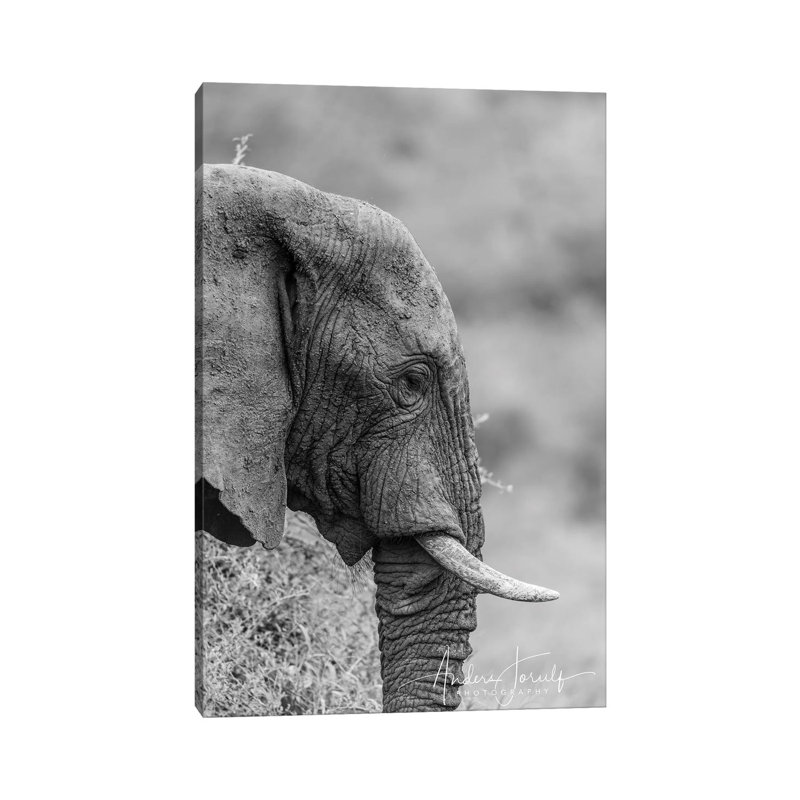 The Silent Elephant by Anders Jorulf - Wrapped Canvas Print, 20.32 cm H x 30.48 cm W