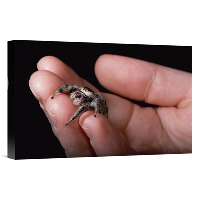 " Jumping Spider Held In Human Hand, Florida "