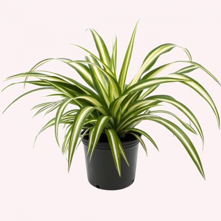 Spider Plant - Low Light Air-purifying Houseplant for House Decoration -  Best Plant Friend