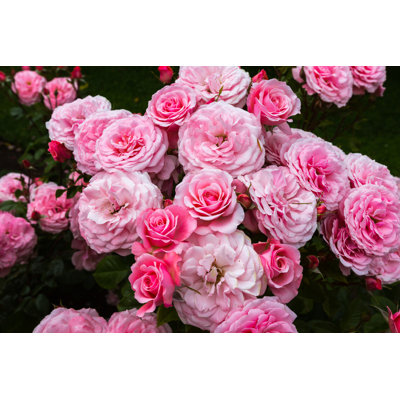 " Pink Roses In Garden " by Naruedom