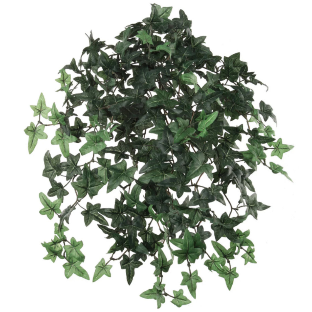 20" Ivy Plant, 4