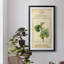 Linnaean Botany V - peinture sur toile encadrée-1872804159-1872804097