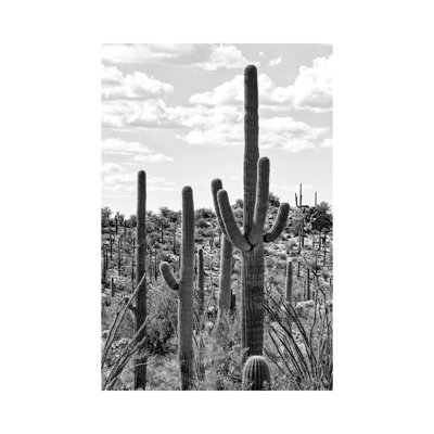 Série noire Arizona - Cactus Tucson-PHD1505