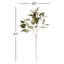 41-Inch Eucalyptus Seed Stem