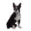 Statue de chien terrier de Boston