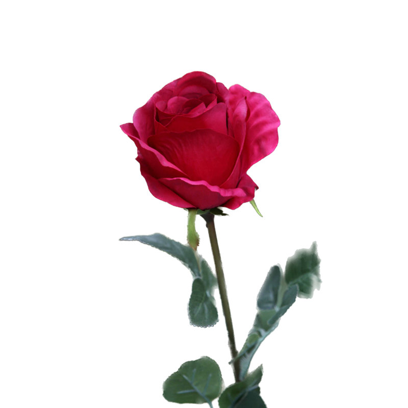 Large bud Rose, Red