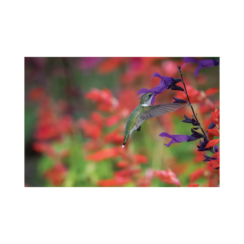 Ruby-throated Hummingbird On Purple Majesty Salvia. Marion County, Illinois. by Richard & Susan Day - Gallery-Wrapped Canvas Giclée on Canvas