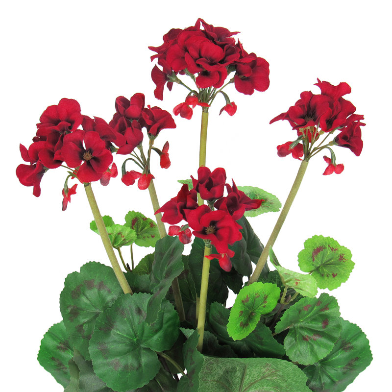 Fleur de géranium, Rouge / vert