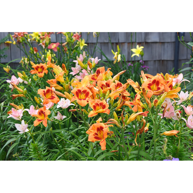 Daylily Garden by Onepony - Wrapped Canvas Print, 81cm H x 122cm W x 3.8cm D
