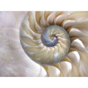 " Golden Sea Shell "