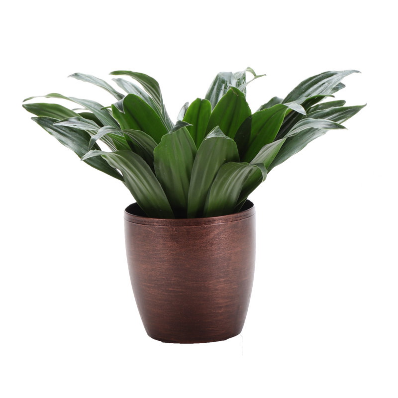 Dracaena Plant in Pot, Copper