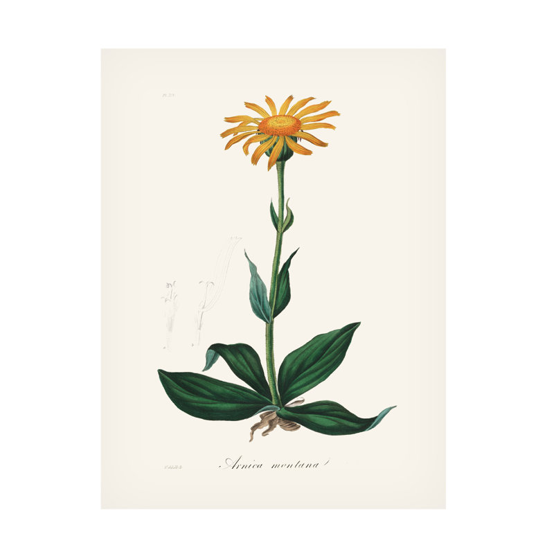 Art sur toile, botanique, botanique, John Stephenson, H 47 po x l 35 po