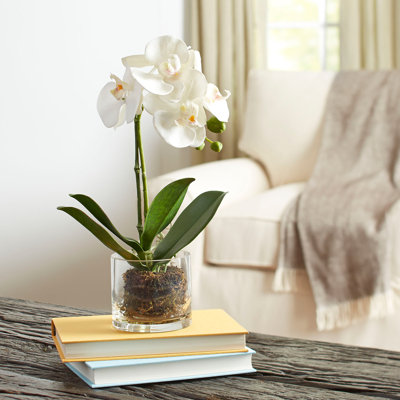 Orchid Arrangement in Vase