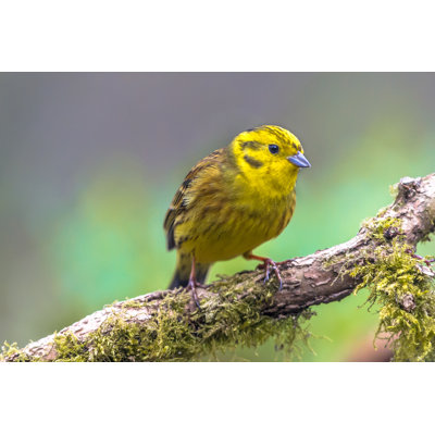 Yellowhammer on Mossy Branch par Creativenature_Nl - Photographie sur toile tendue