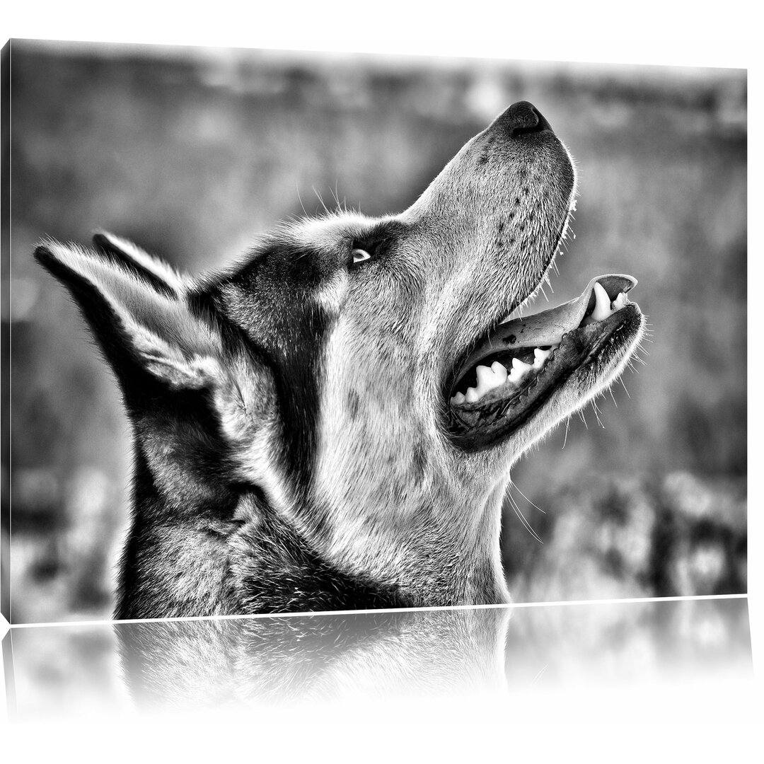 Leinwandbild Husky von der Seite in Monochrom