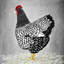 Toile encadrée blanche rustique | Poule Wyandotte noire et blanche