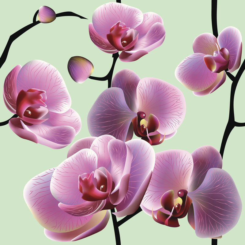 Orchid Flowers - Wrapped Canvas Print, 122cm H x 122cm W