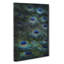 The Feathers Of A Peacock - Wrapped Canvas-56660673