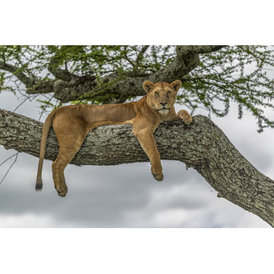Lionne se reposant - Photographie sur toile tendue