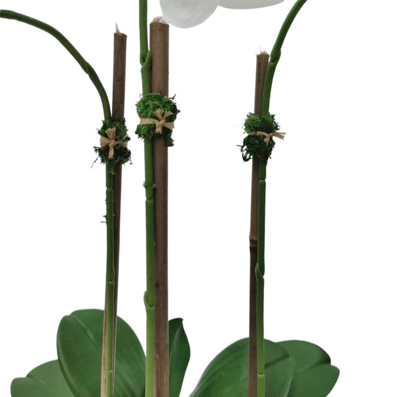 Orchidée blanche dans un vase martelé doré